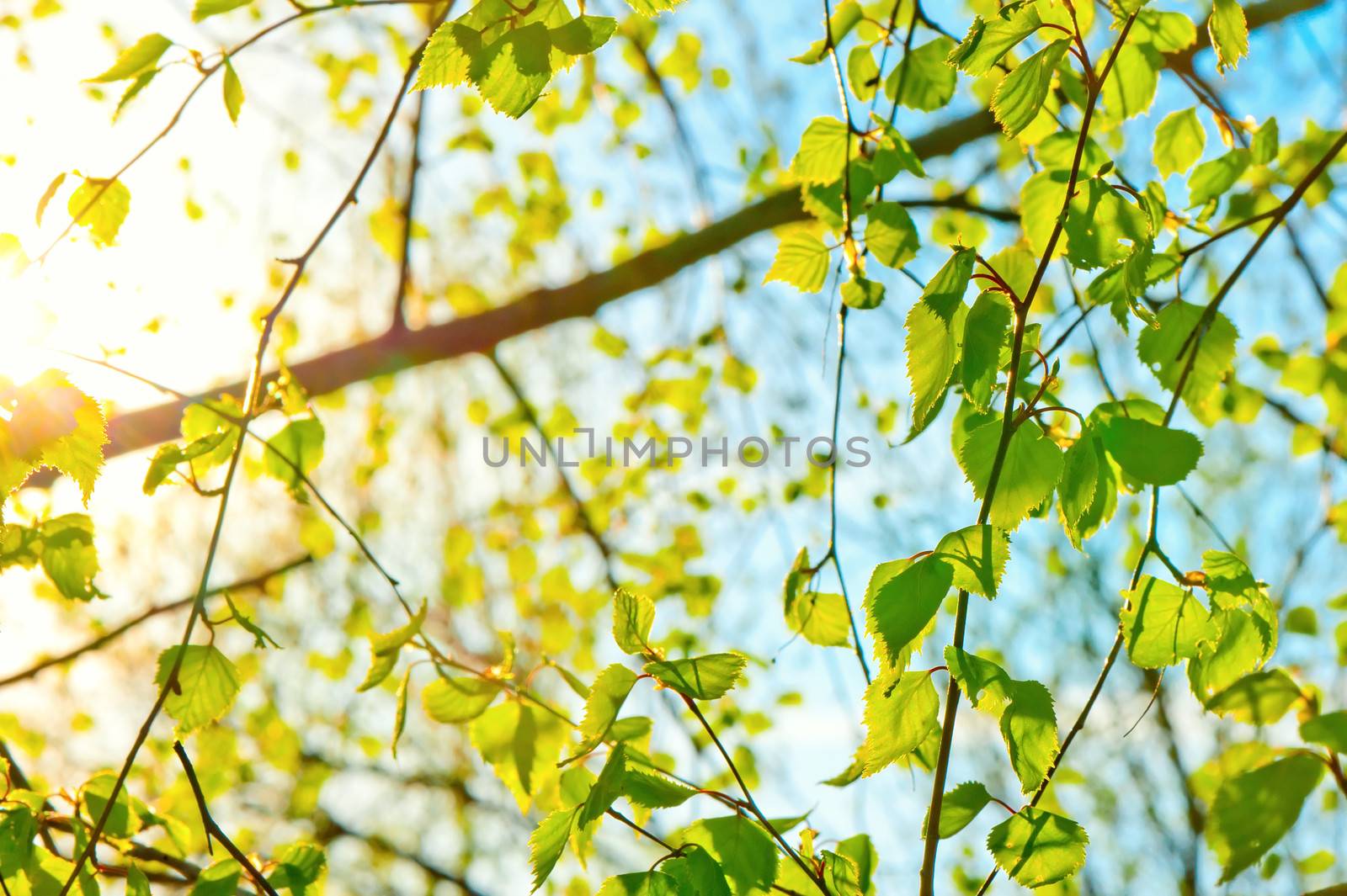 Fresh leaves in a forest