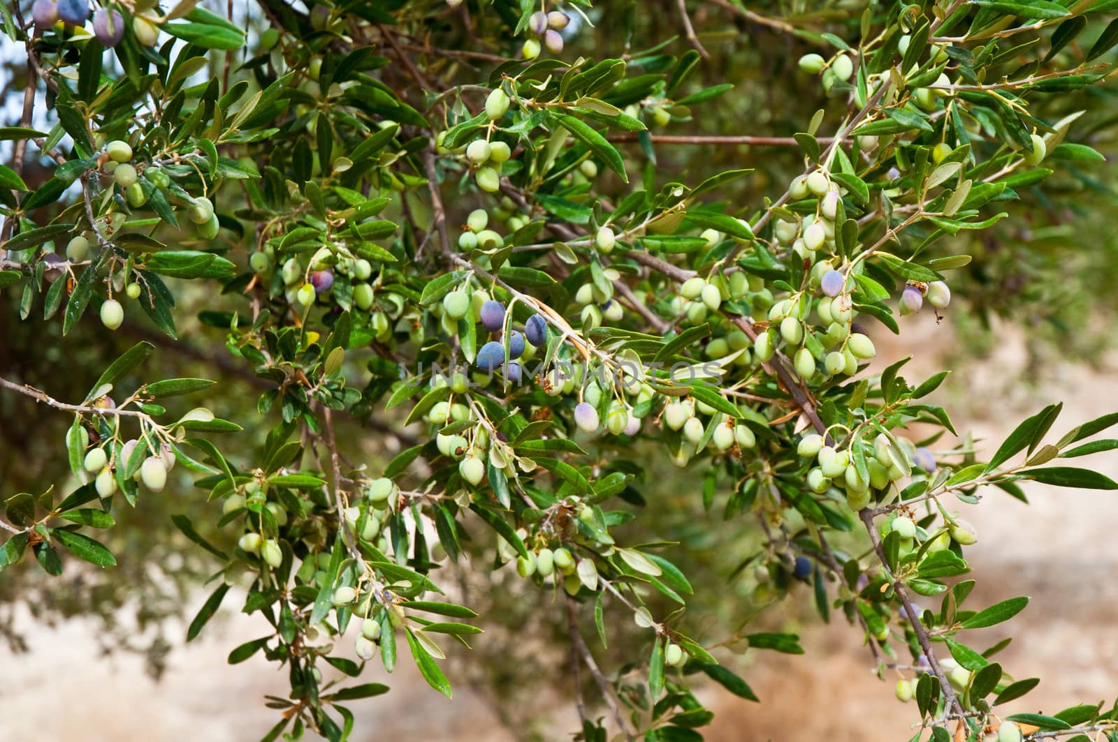 Green olives on a tree .