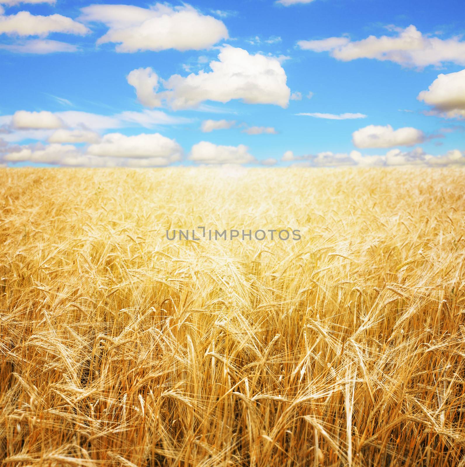 Wheat field and blue sky