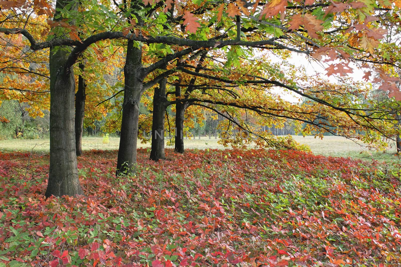 A number of old oak trees with red autumn leaves
