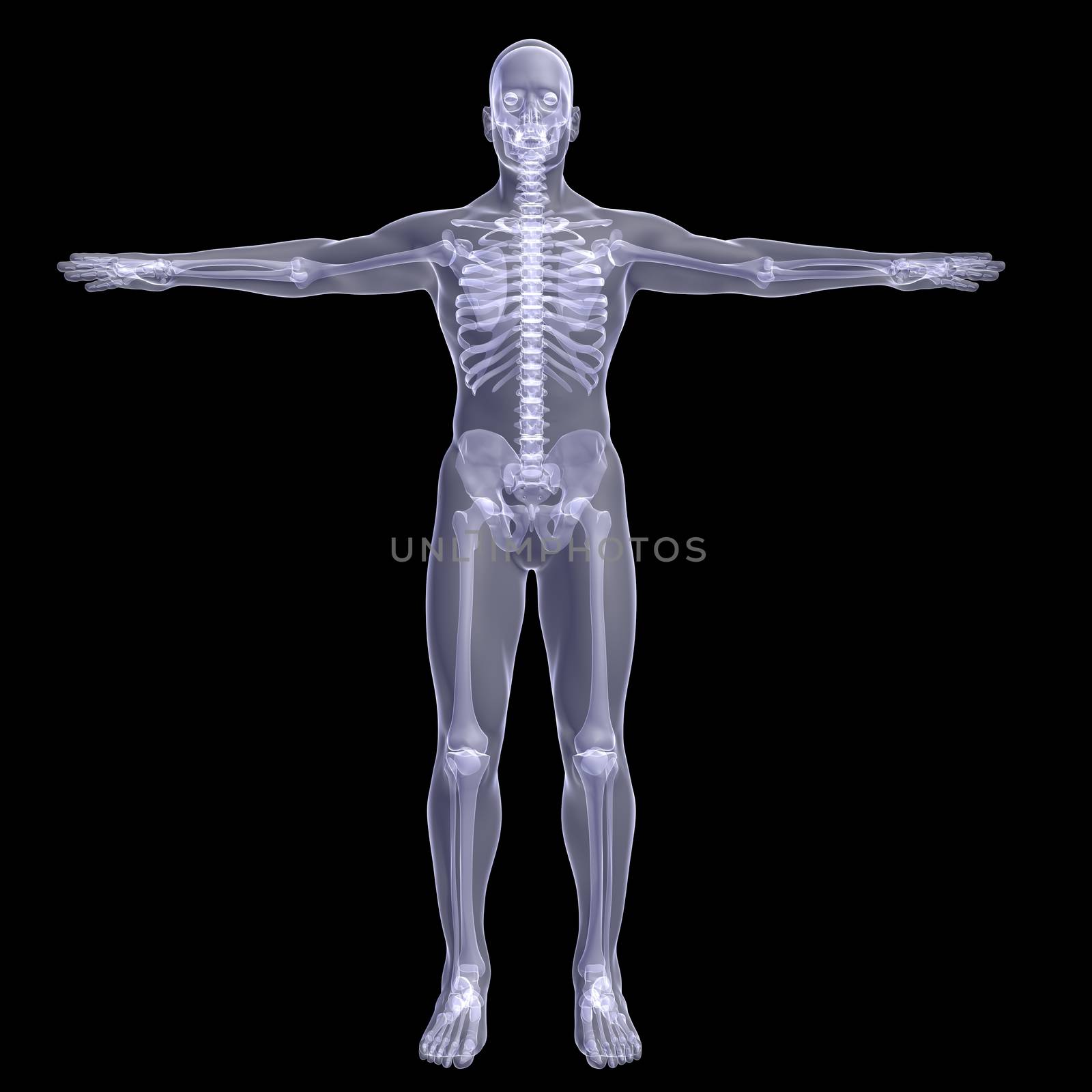 Person. X-ray render on a black background
