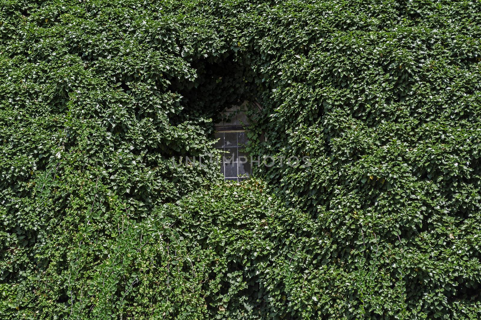 Image of an ivy covered wall and window.