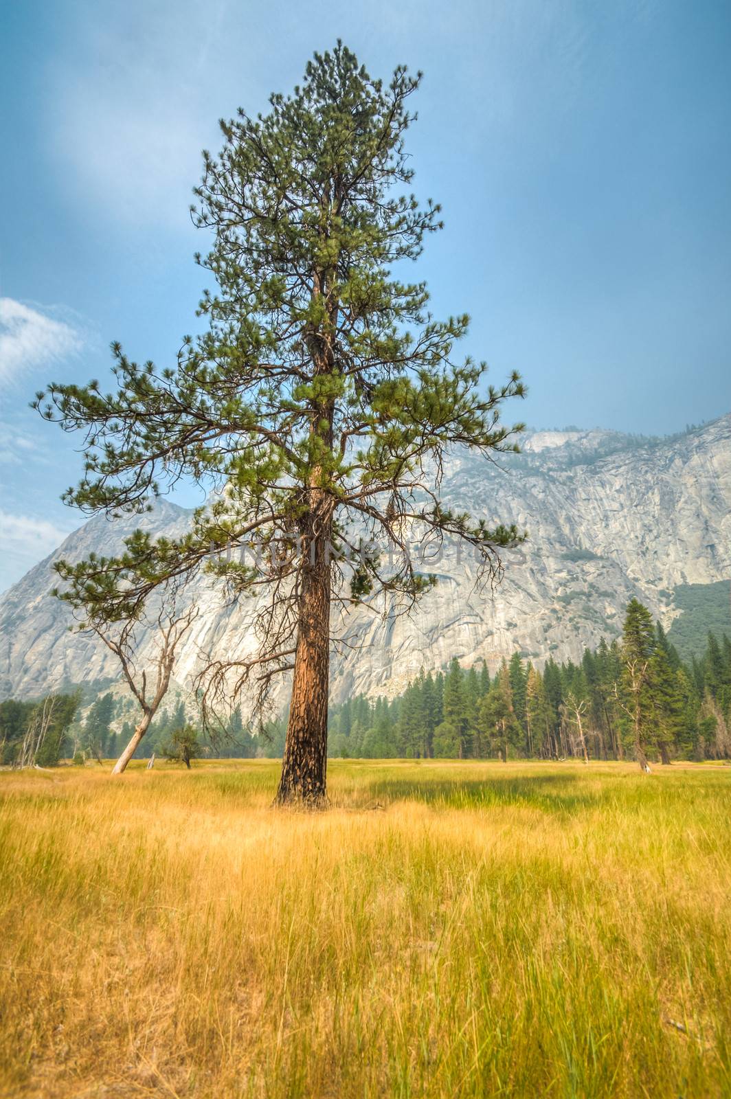 Yosemite lonley tree by weltreisendertj