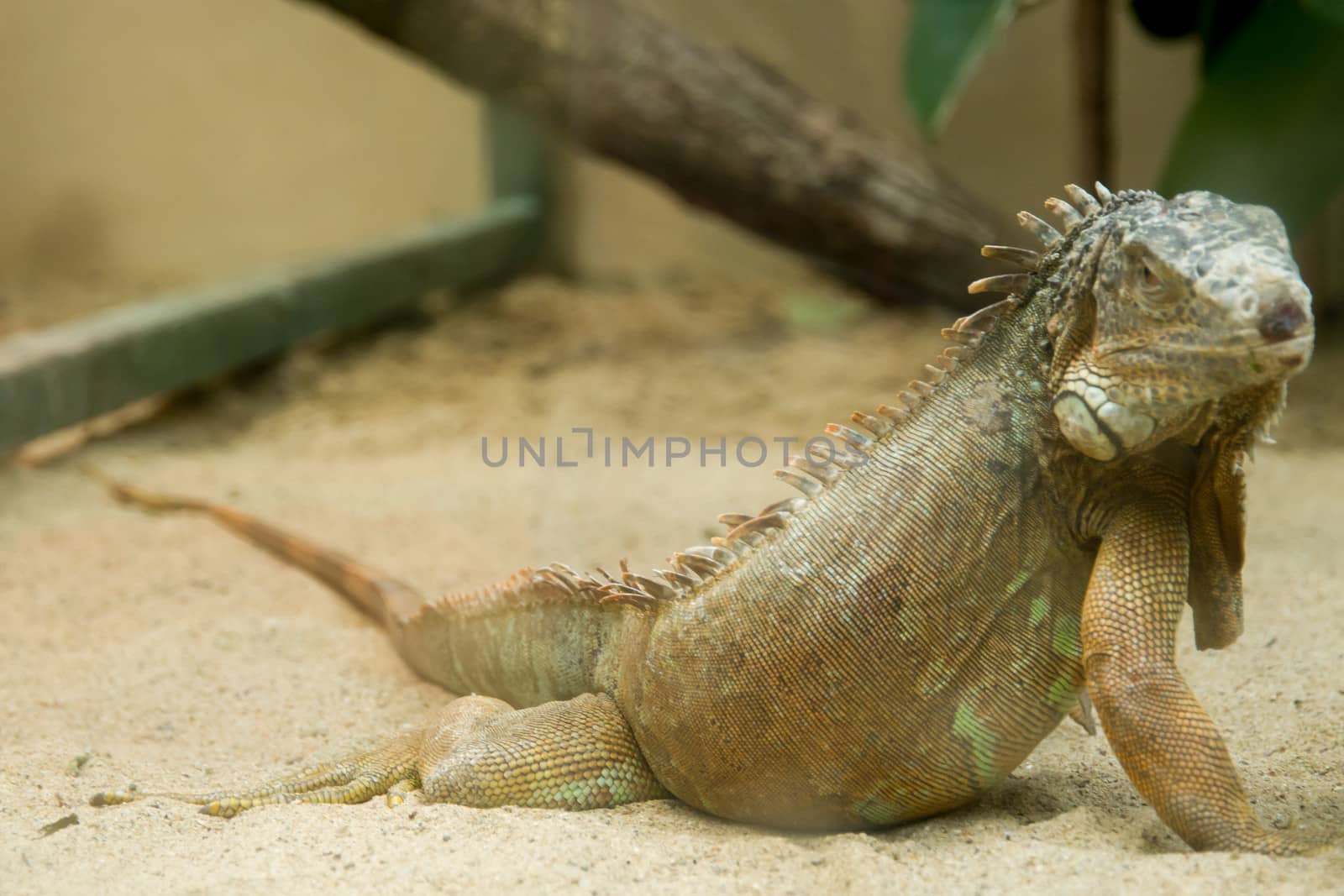 Green iguana lizard on sand and looking.