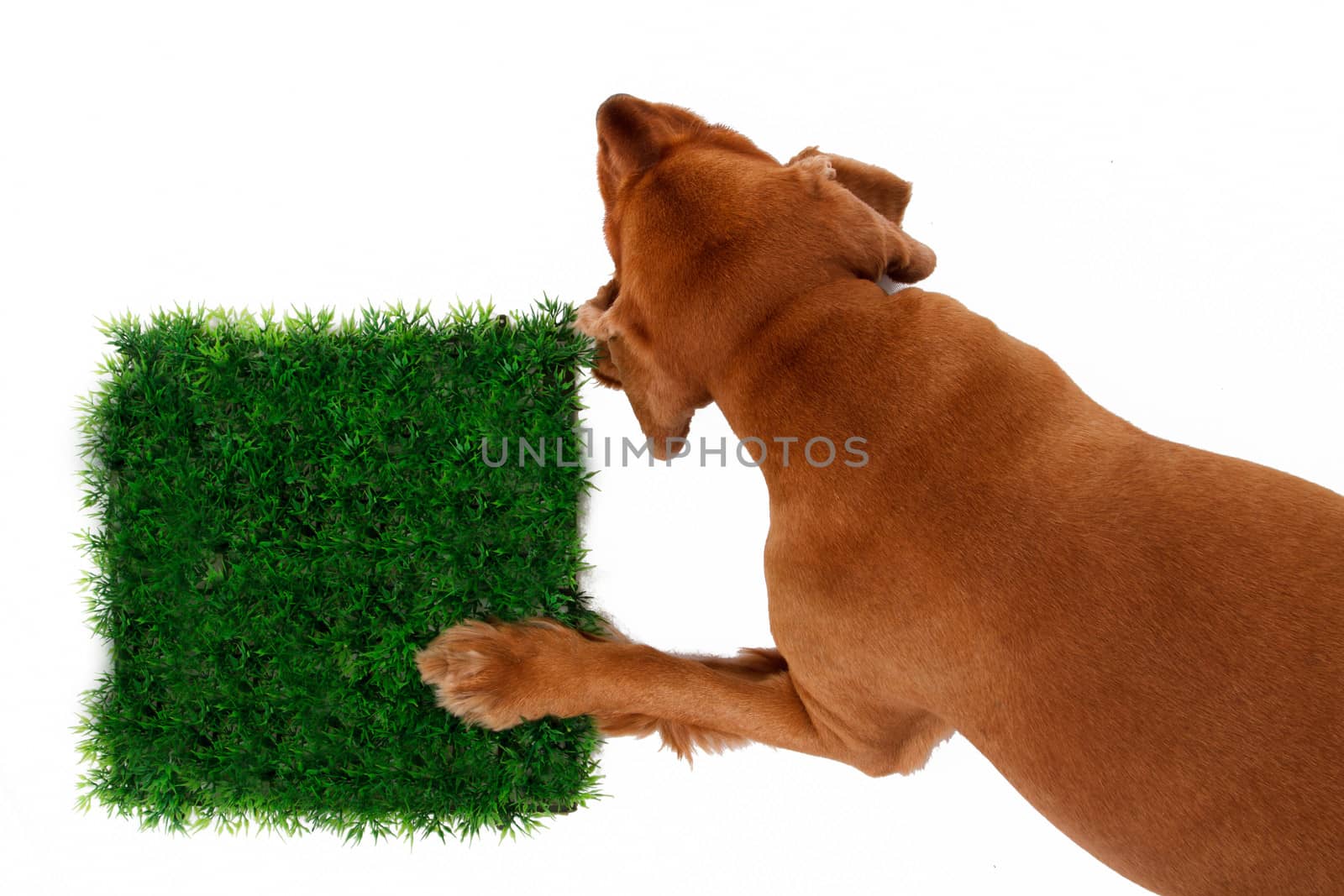 English cocker spaniel dog and grass, isolated on white background.