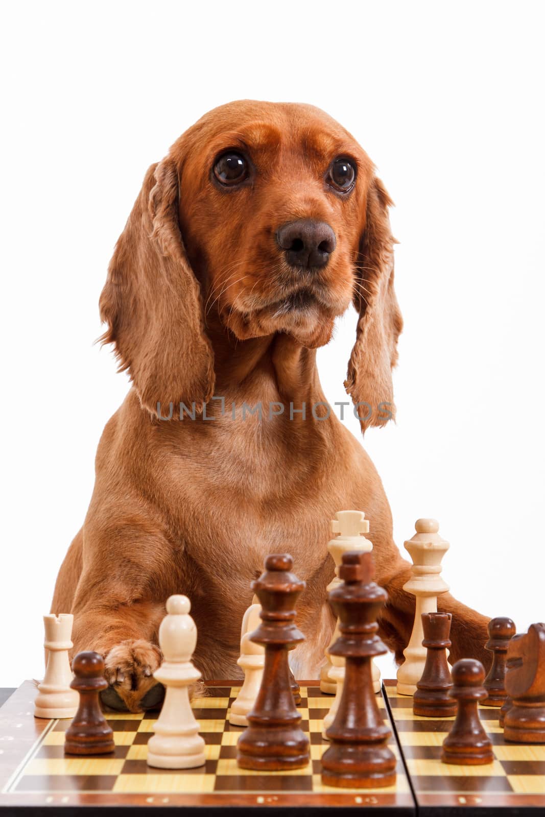 English cocker spaniel dog playing chess, isolated on white background.