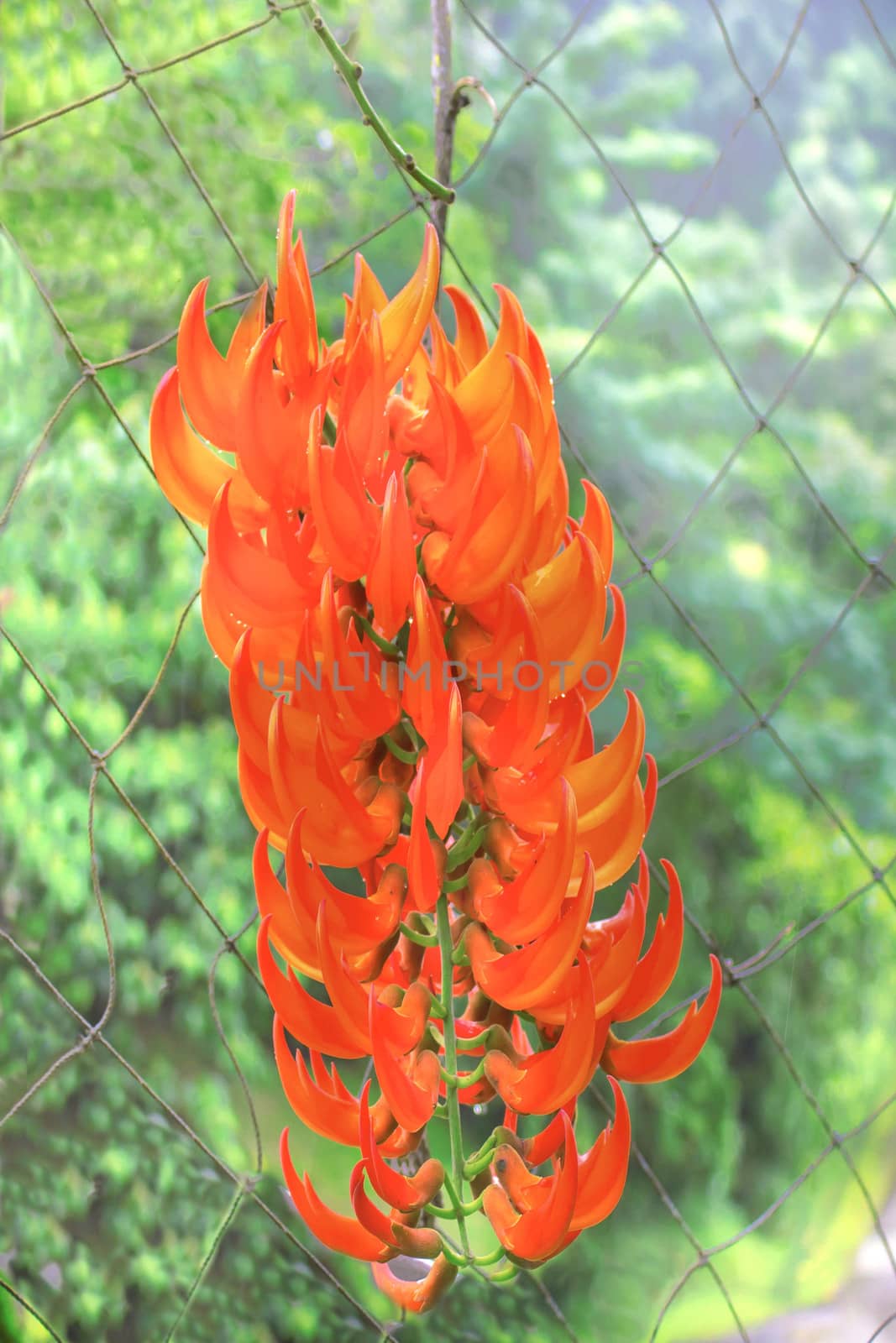 Beautiful orange lily in summer green garden by sutipp11