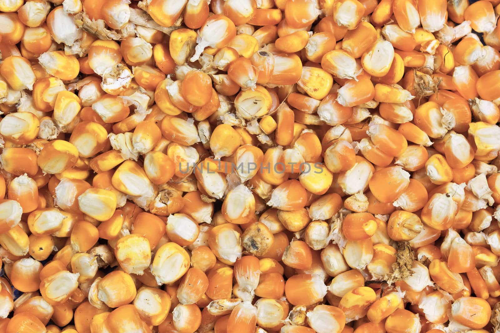 Bunch of corn grains by sutipp11