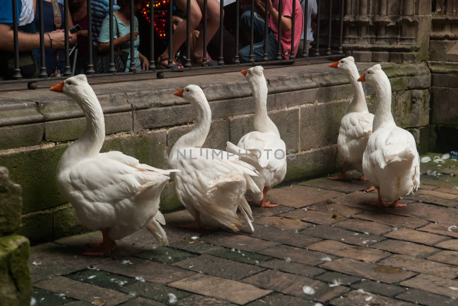 Gooses in Barcelona Cathedral yard