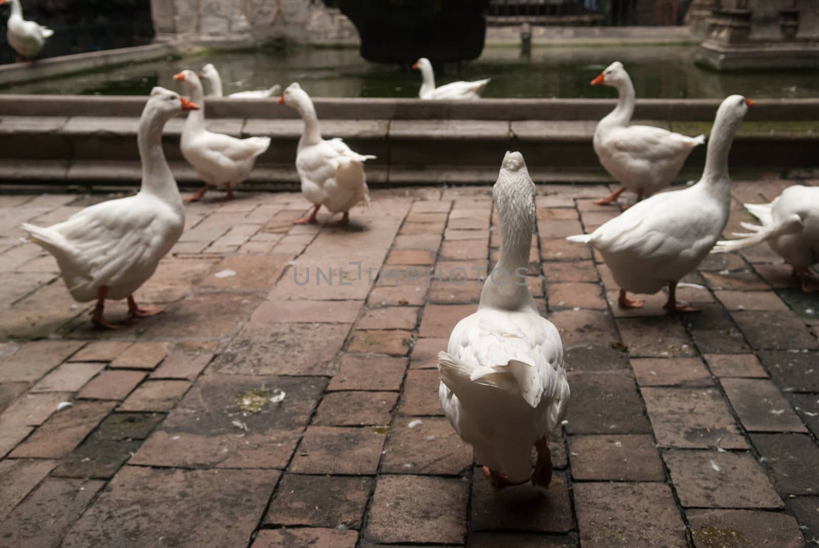 Gooses in Barcelona Cathedral yard