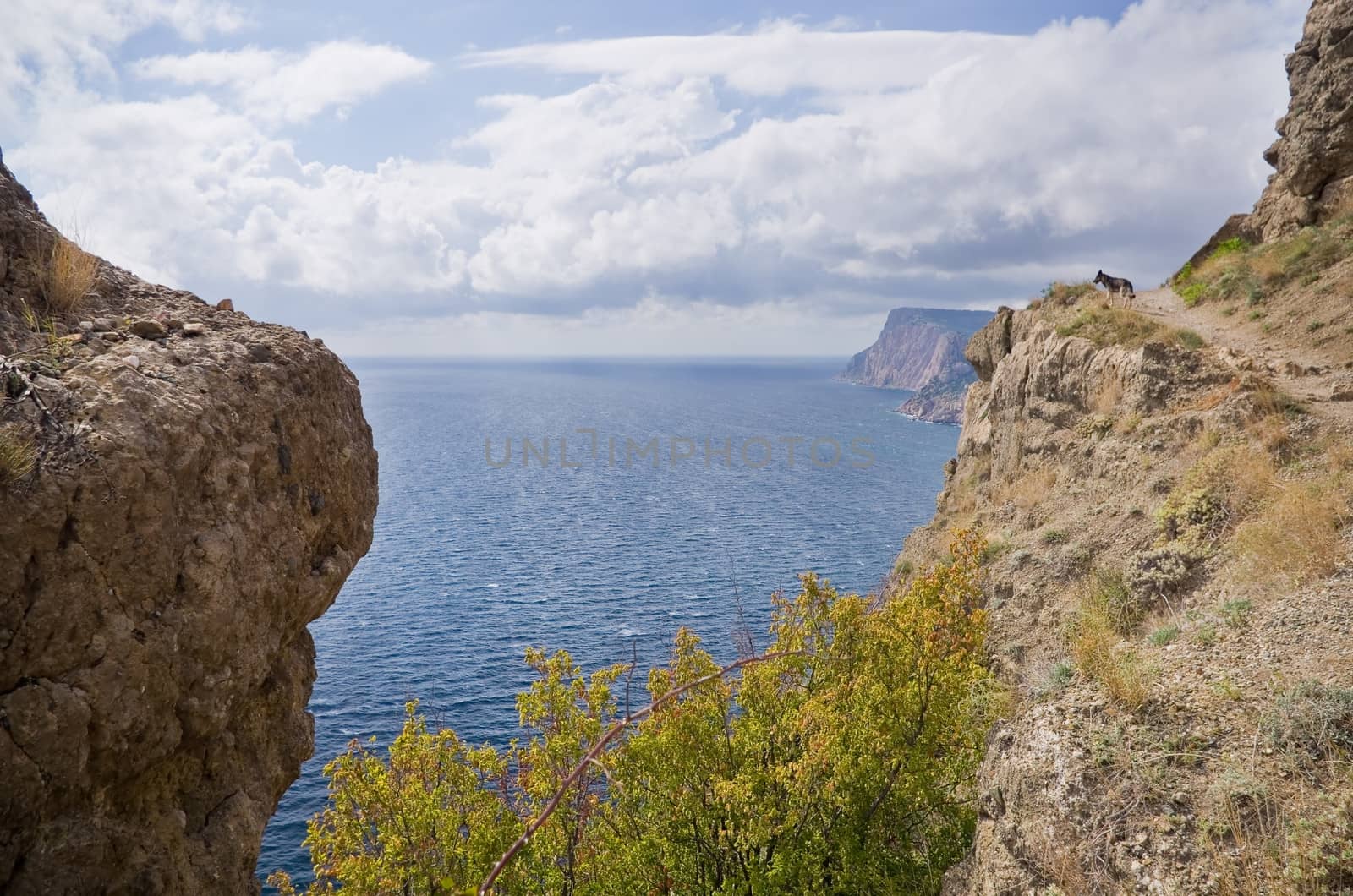 Coastline with pine trees ("Inzhir" reserve, Crimea, Ukraine) 