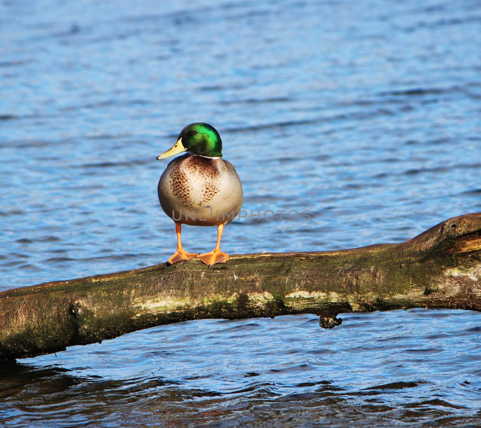 Mallard duck  (Anas platyrhynchos). by paulst