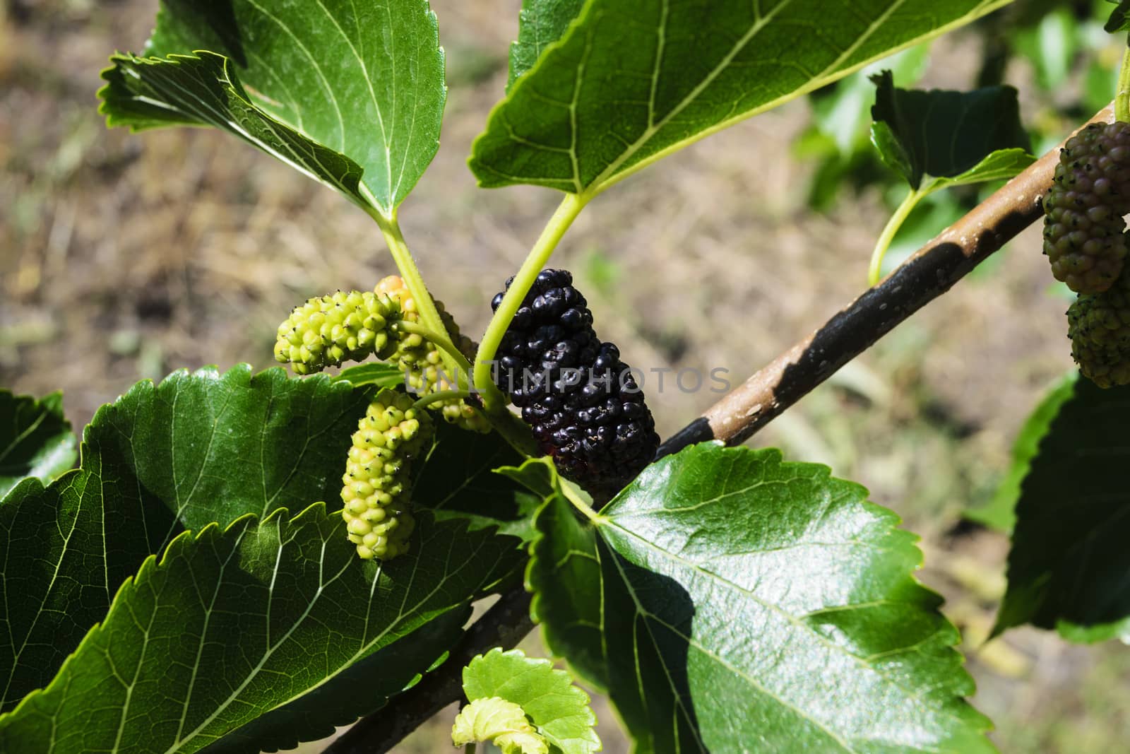 Mulberry on a tree branch