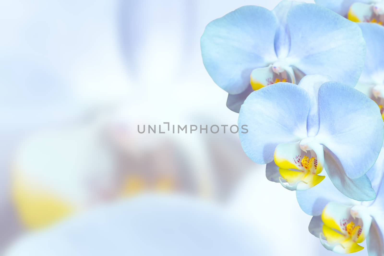 Delicate orchids with blue flowers on blurred ilght background