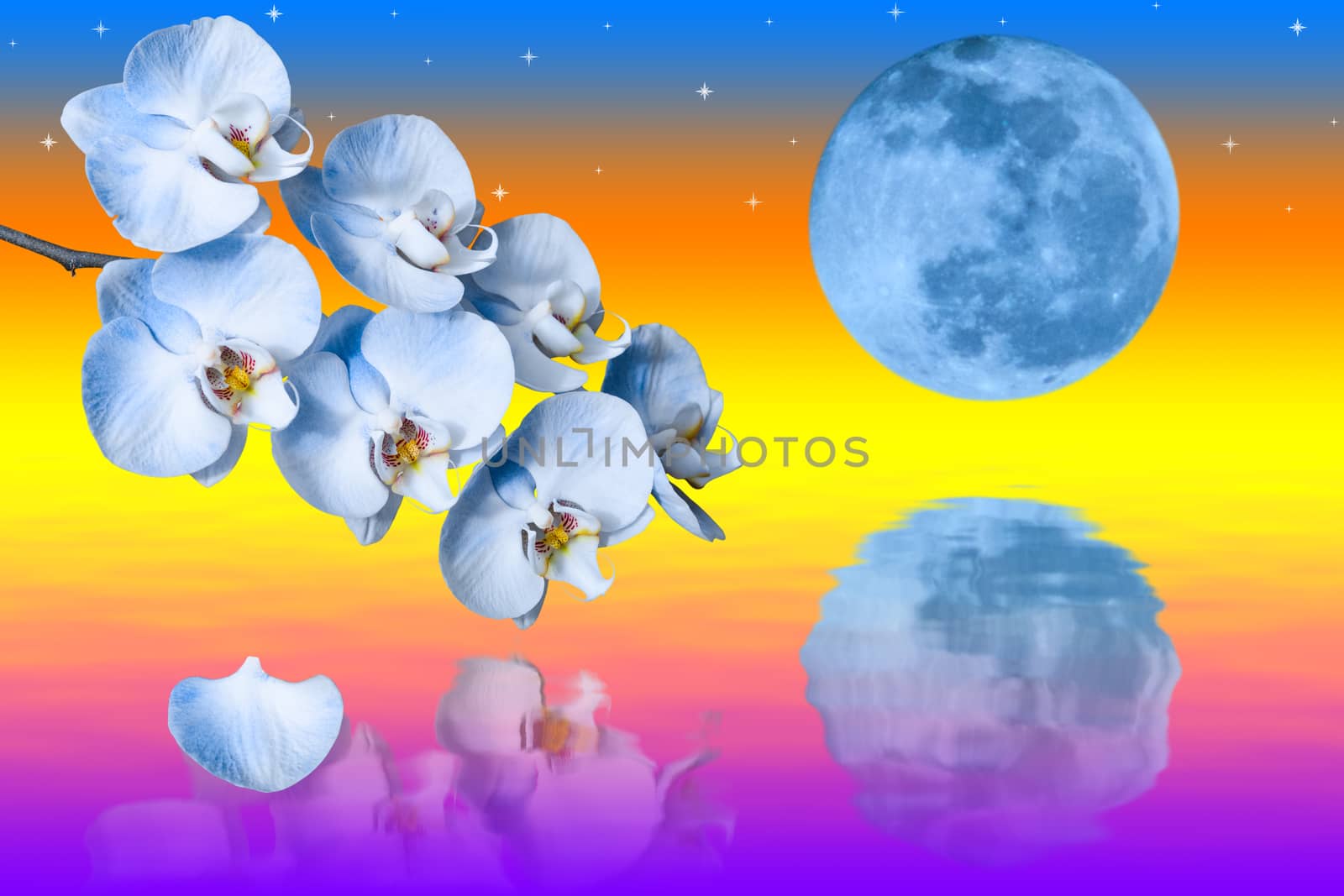 Big blue moon and branch of the orchids flowers with reflection in water against sunset background