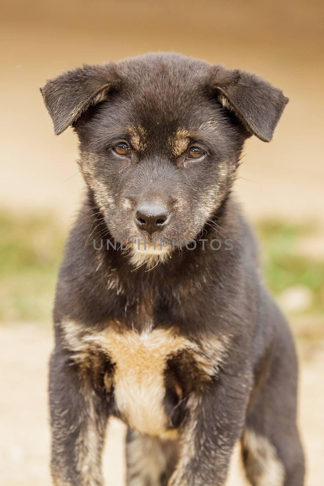 Close up portrait little dog. by ngungfoto