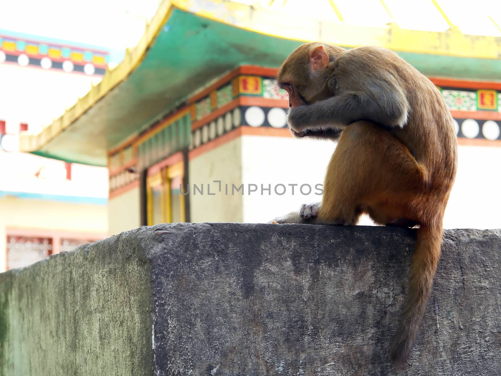 Wild monkey in Swayambhunath temple on the outskirts of Kathmand by ptxgarfield