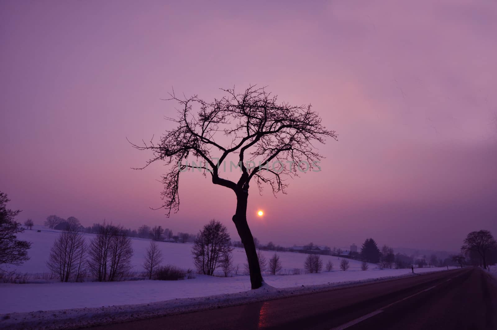 A tree near the road on a cold winters night. 