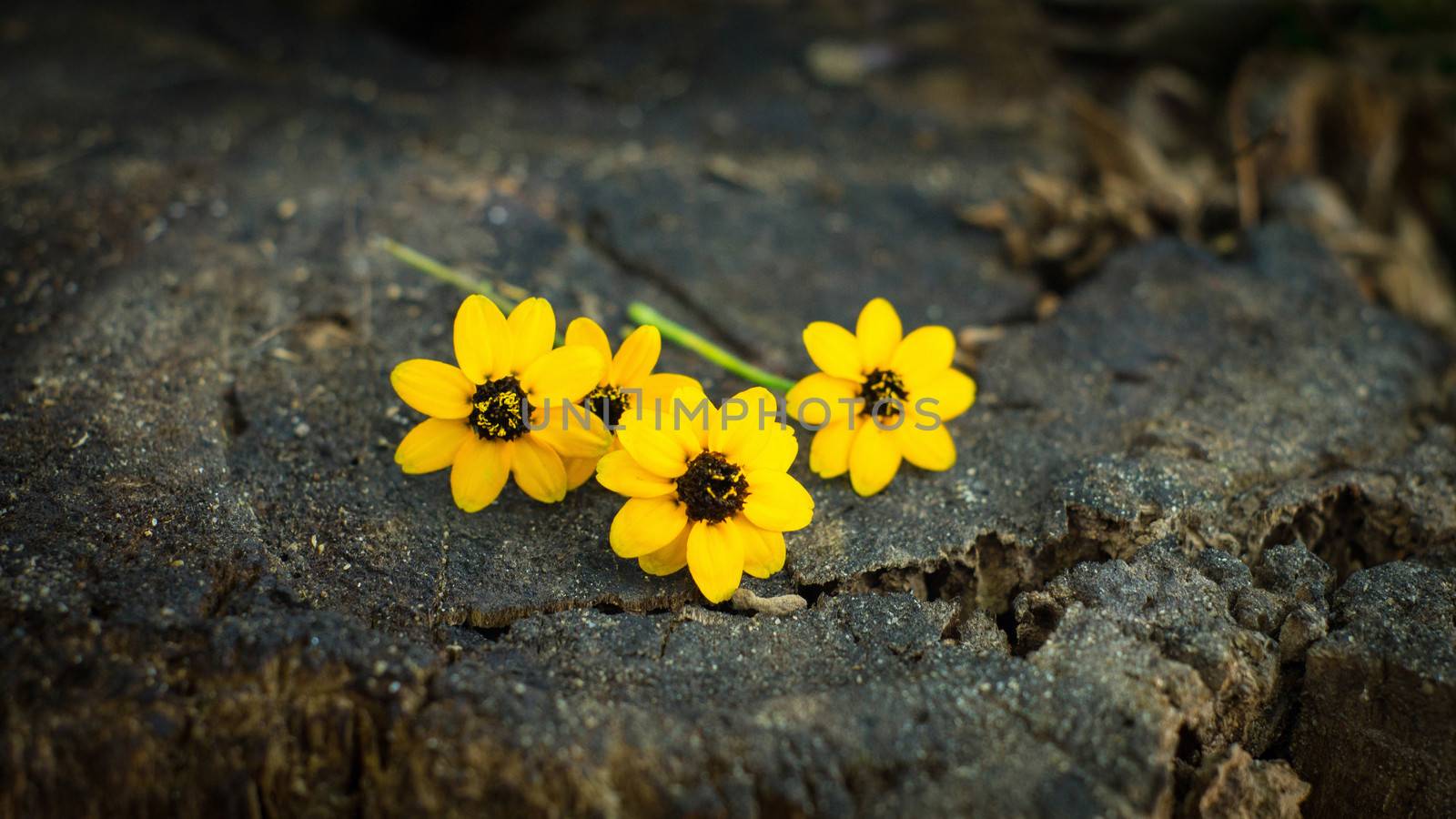 Yellow Daisy flower on wooden textured background