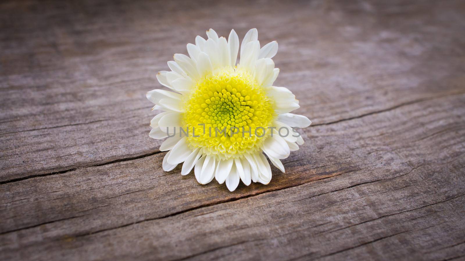 Marguerite Daisy flower on wooden textured background