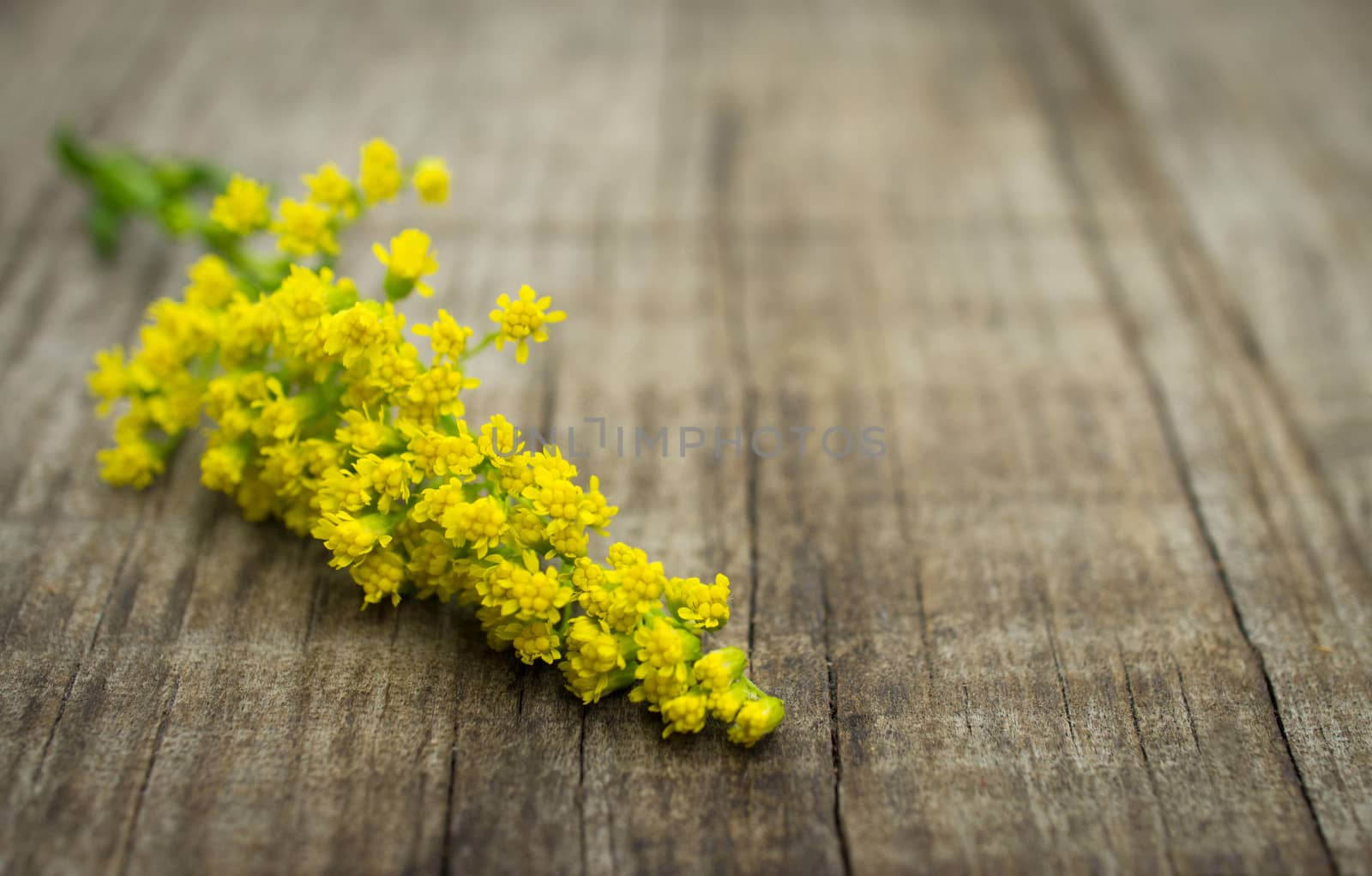 Small yellow flowers on wooden textured background
