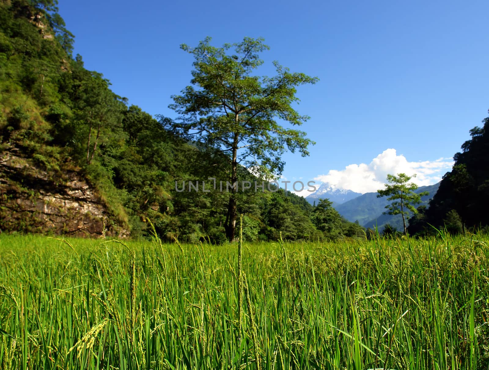 Green rice fields landscape by ptxgarfield