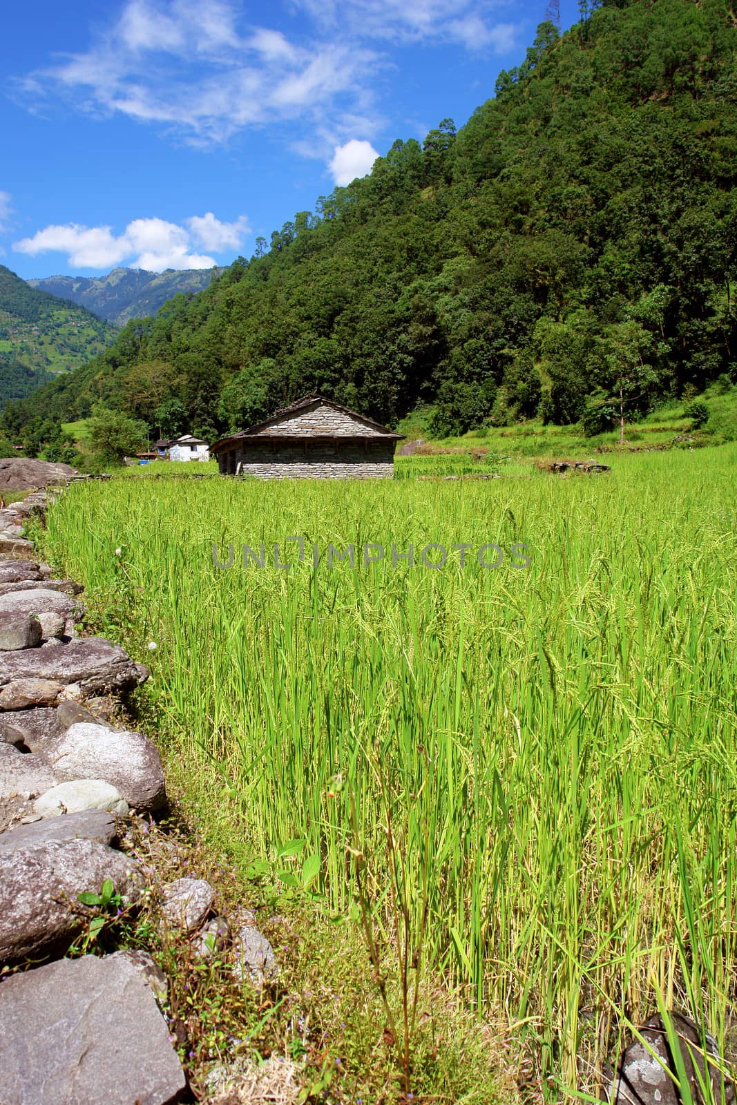 Rice fields and village. Himalayan landscape, Nepal