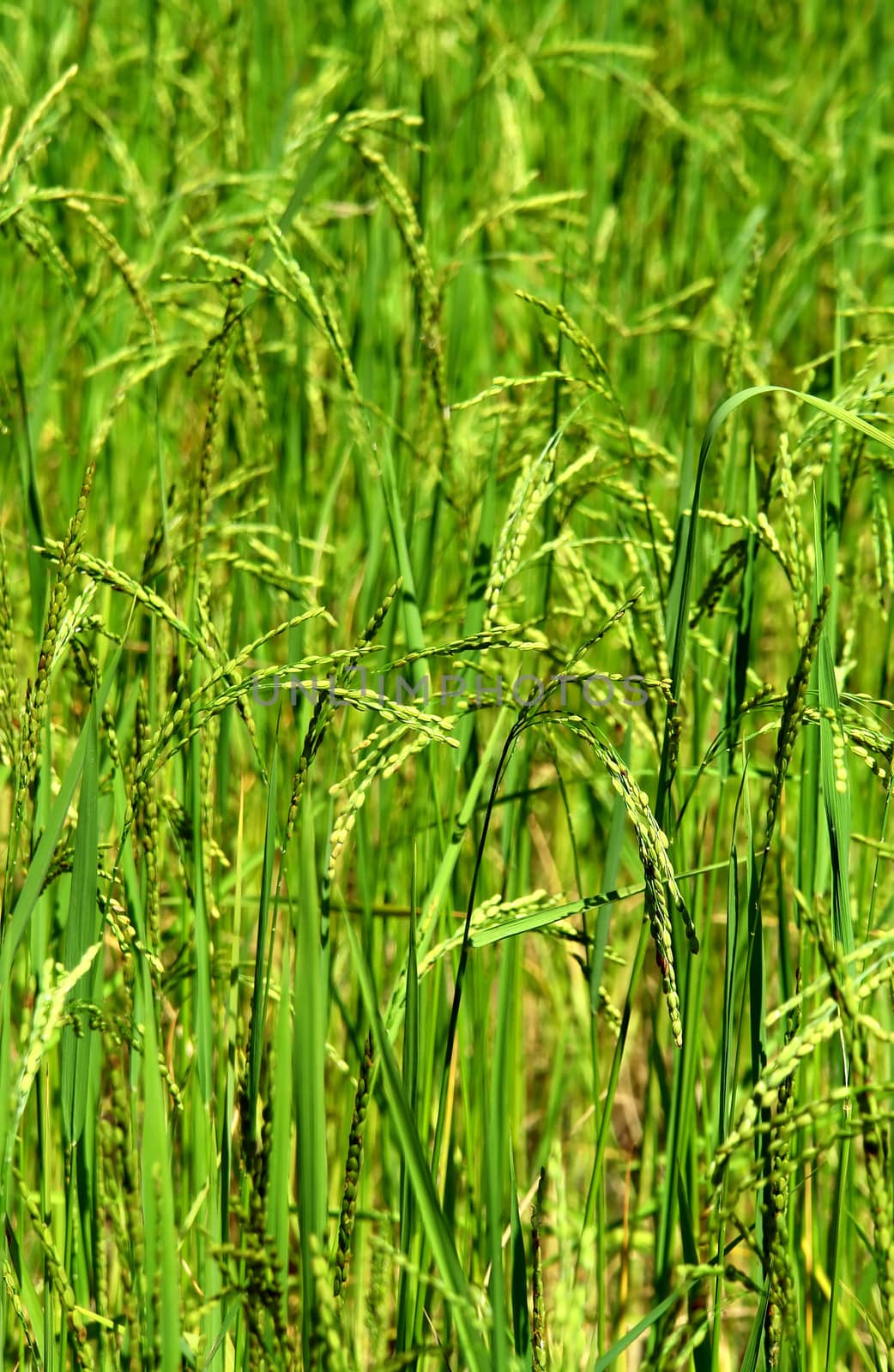 Green rice field texture wallpaper, Nepal
