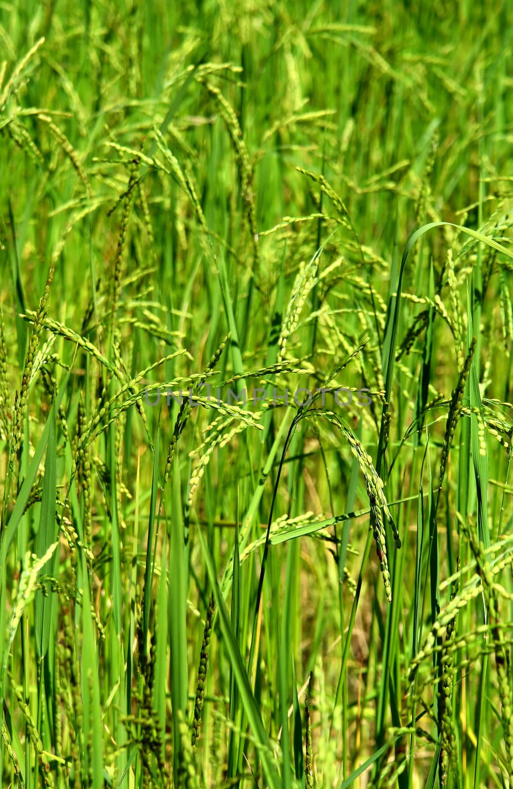 Green rice field texture wallpaper by ptxgarfield