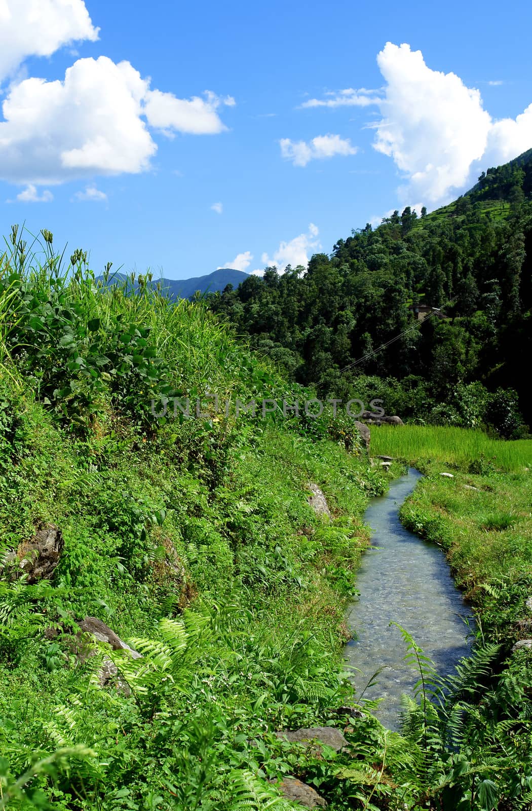 Rice fields and freshwate. Himalayan landscape by ptxgarfield