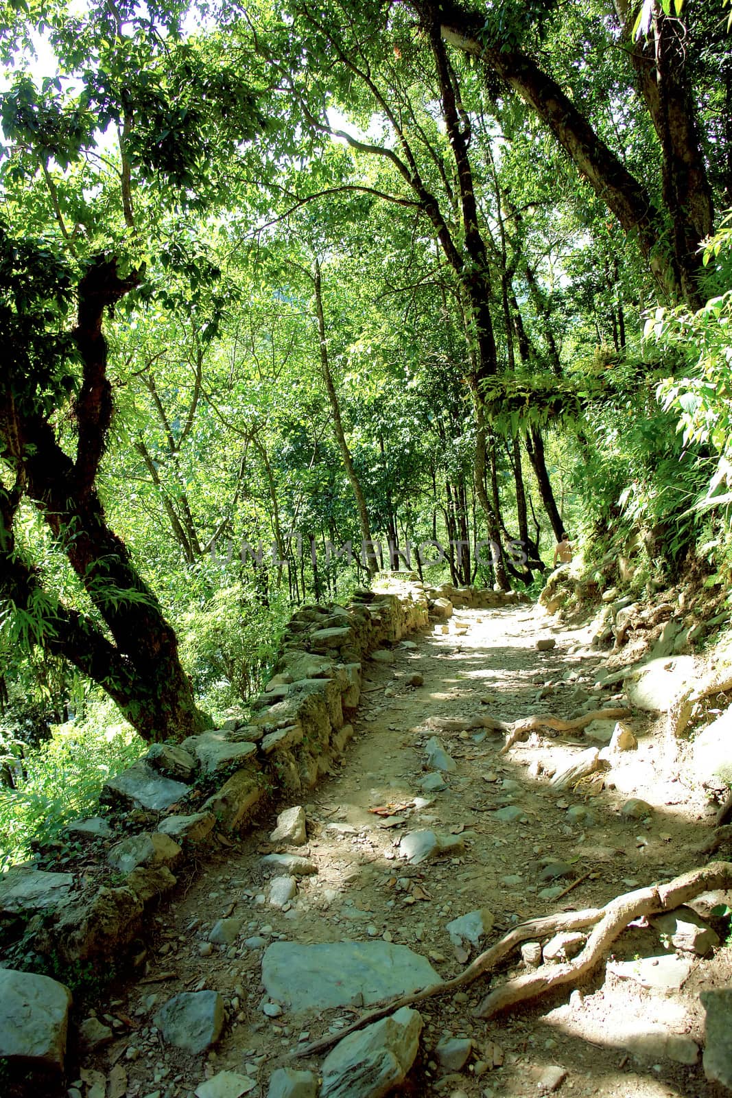 Beautiful himalayan forest landscape, trek to Annapurna Base Camp in Nepal

                               