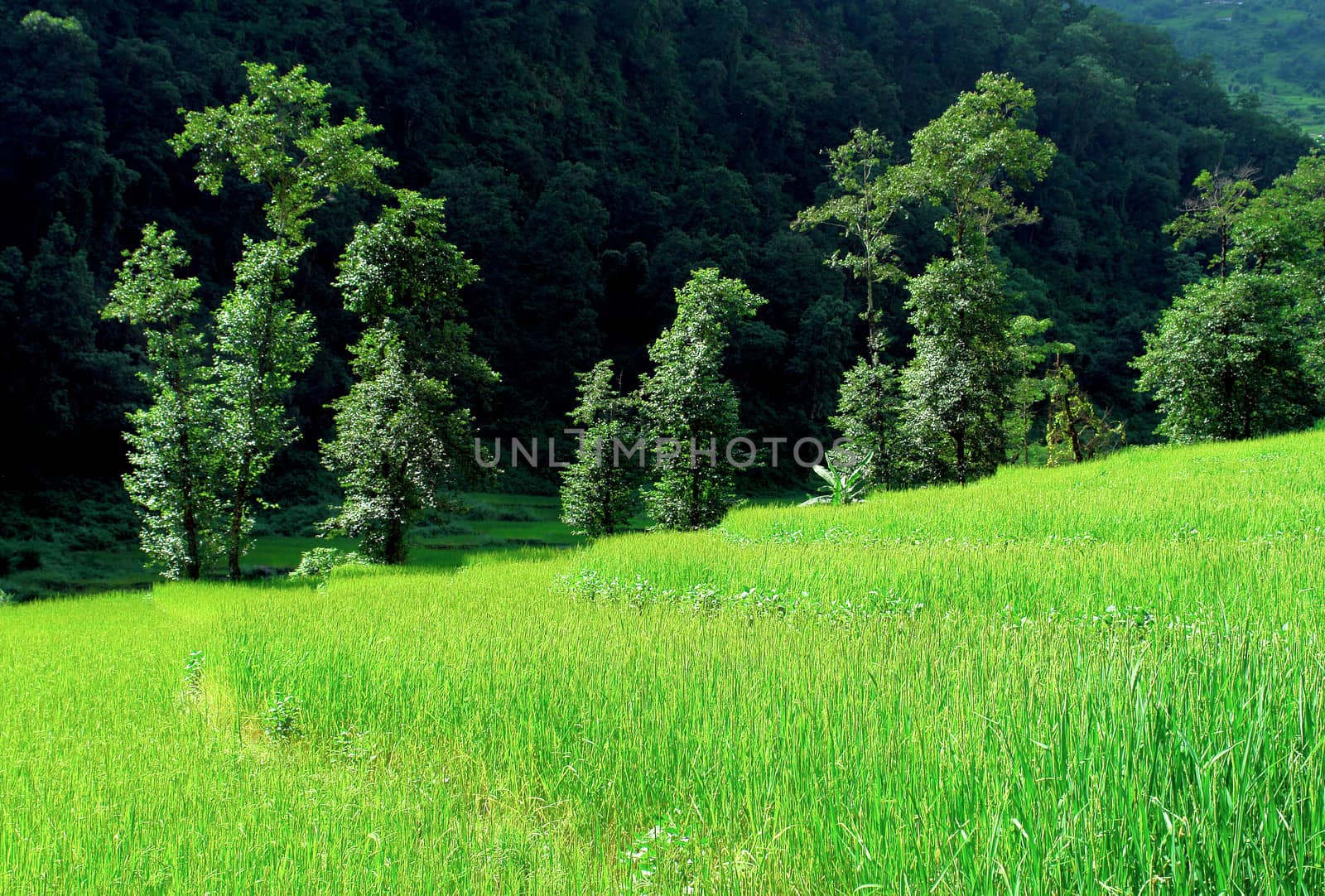 Green rice fields and mountain river landscape, trek to Annapurna Base Camp in Nepal