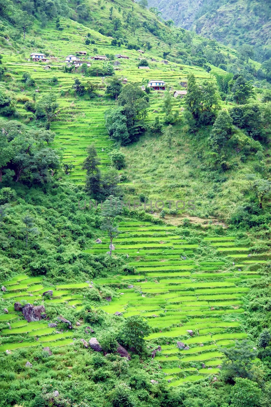 Green rice fields and mountain river landscape, trek to Annapurna Base Camp in Nepal