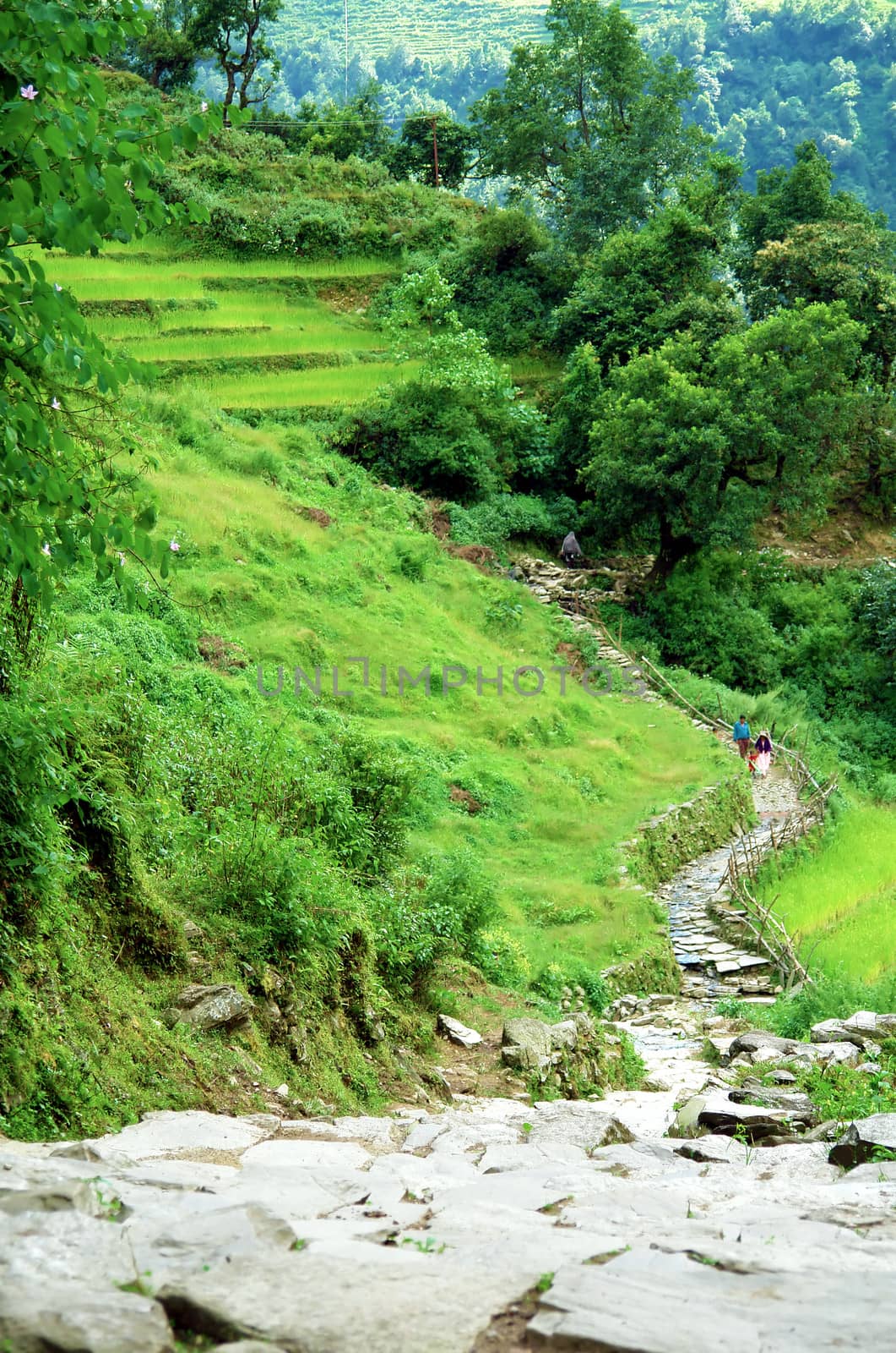 Beautiful himalayan forest landscape, trek to Annapurna Base Camp in Nepal