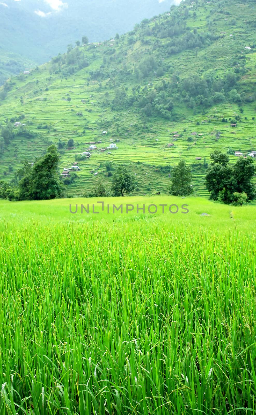 Green rice fields and mountain river landscape, trek to Annapurn by ptxgarfield