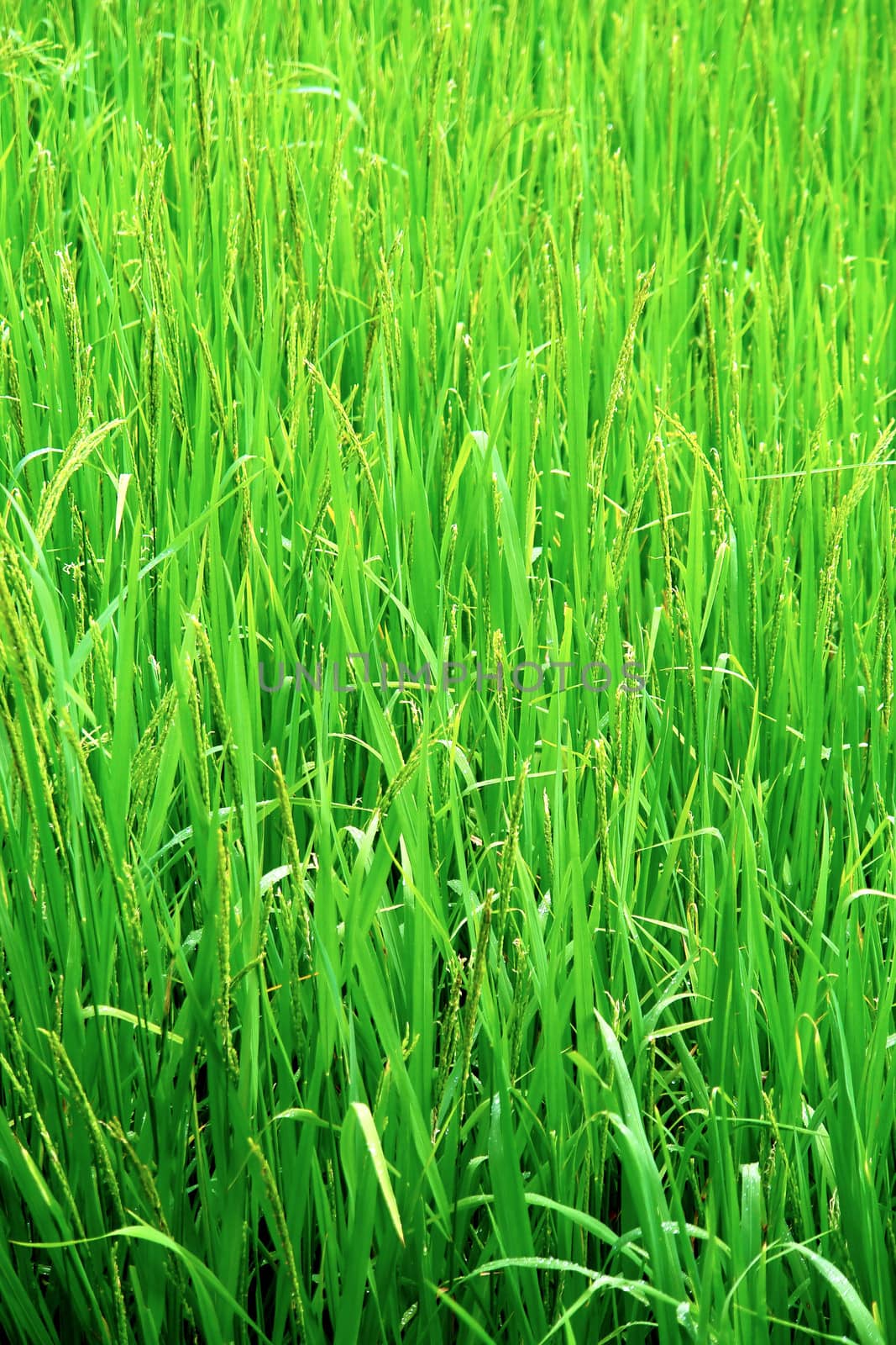 Green rice field texture wallpaper, Nepal