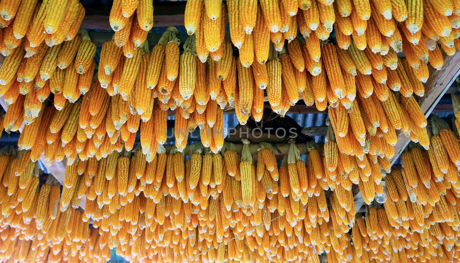 Corn texture