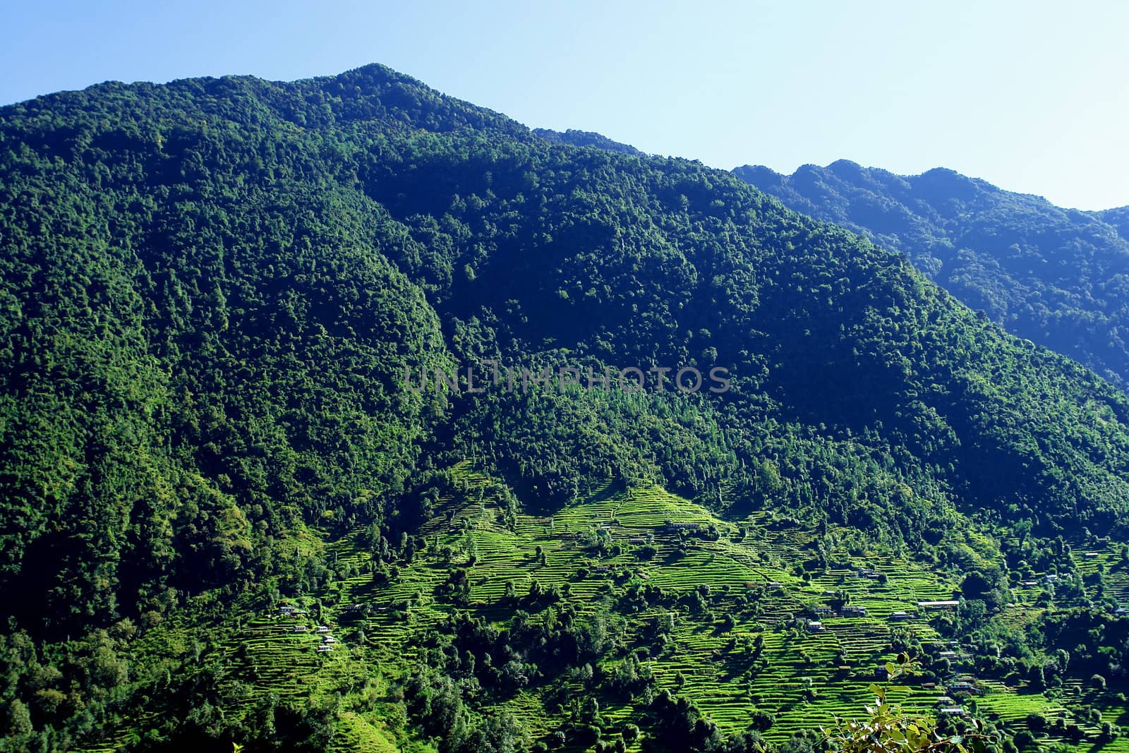 Beautiful himalayan forest landscape, trek to Annapurna Base Cam by ptxgarfield