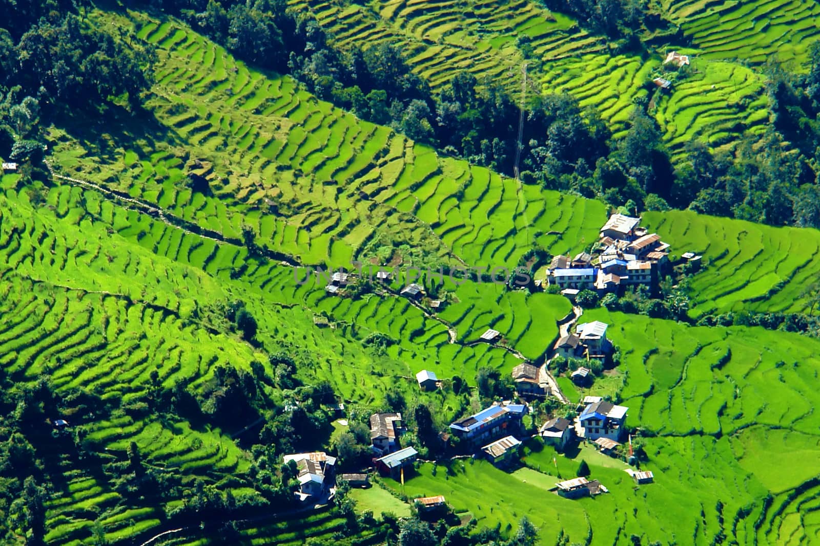 Green rice fields and mountain river landscape, trek to Annapurna Base Camp in Nepal