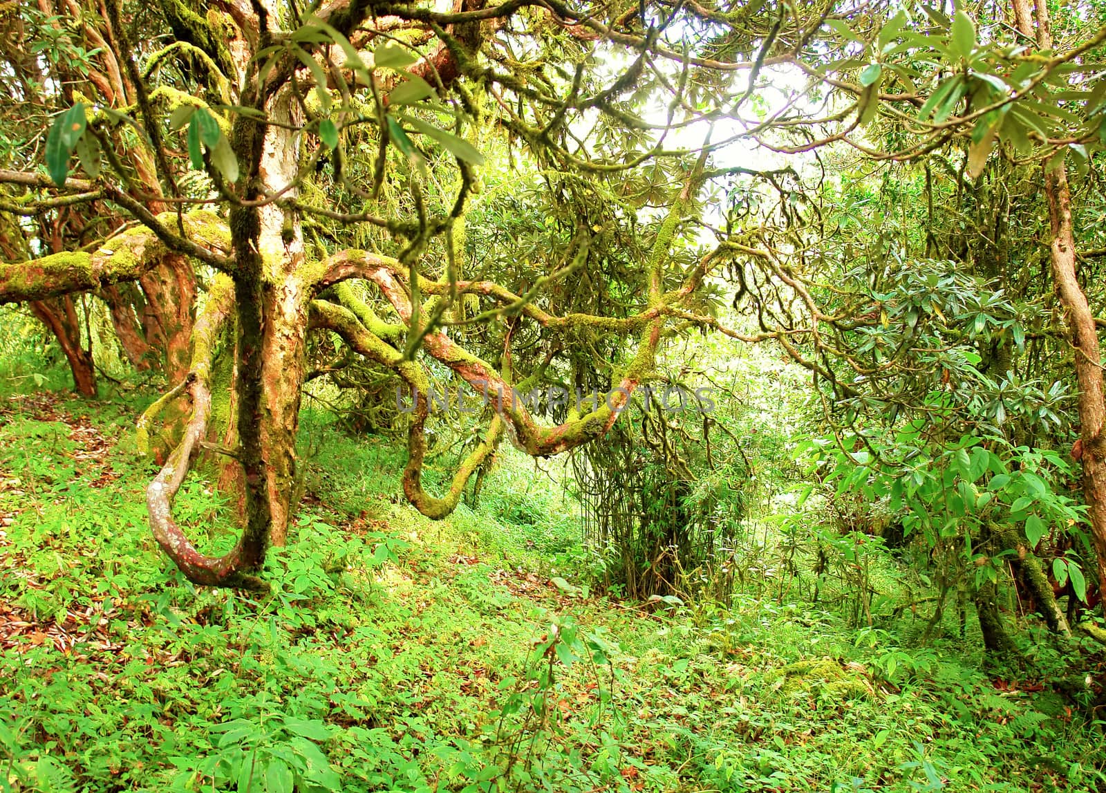 Beautiful himalayan forest landscape, trek to Annapurna Base Cam by ptxgarfield