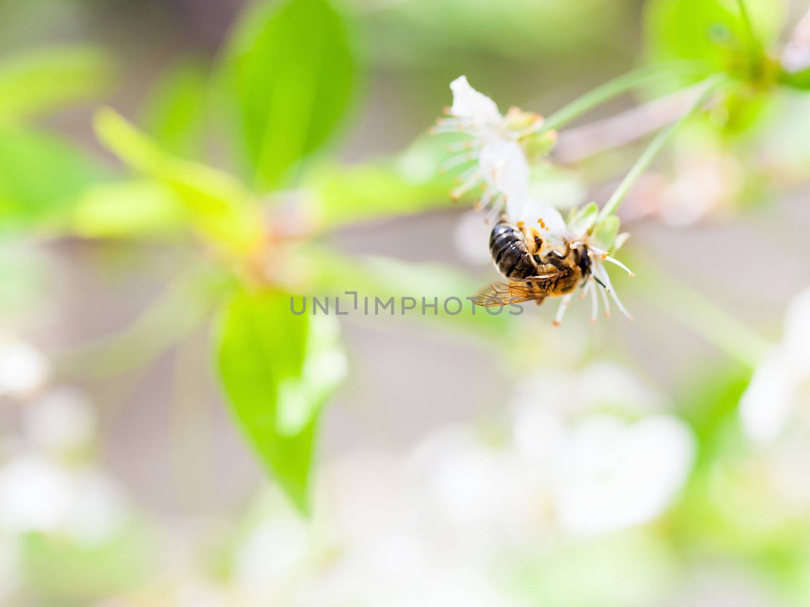 Honey bee enjoying blossoming cherry tree on a lovely spring day by sfinks