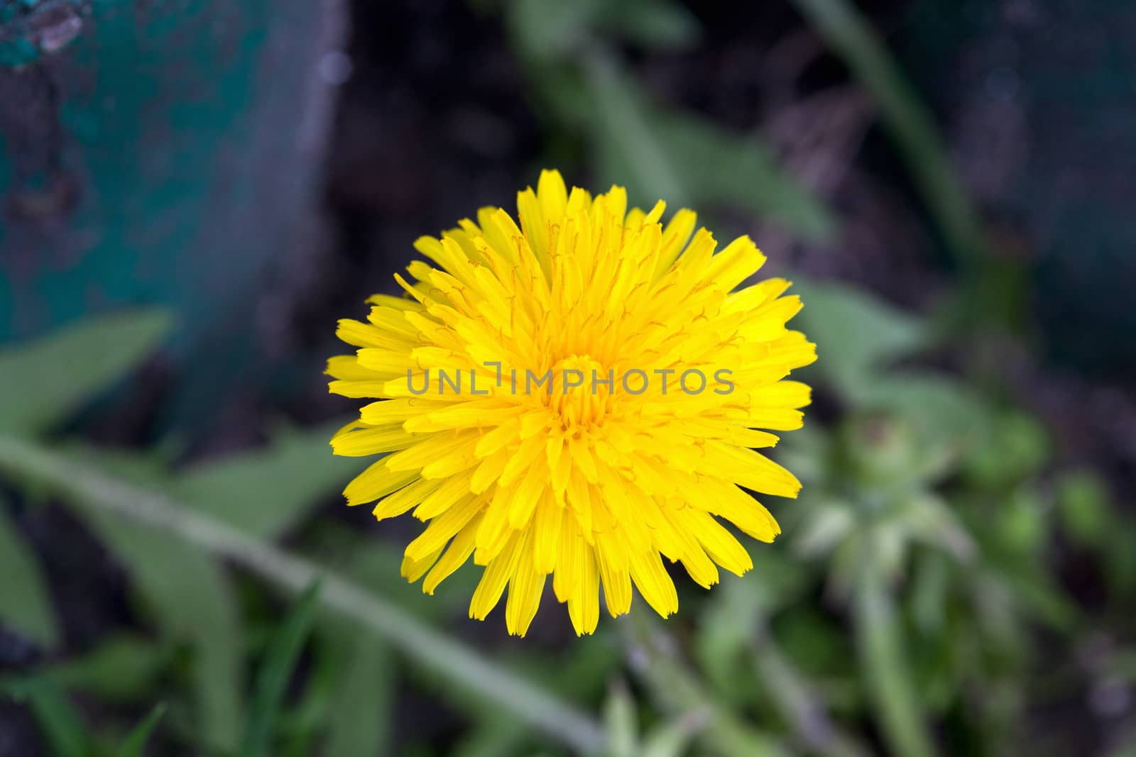 Dandelion blooming in early spring macro photography