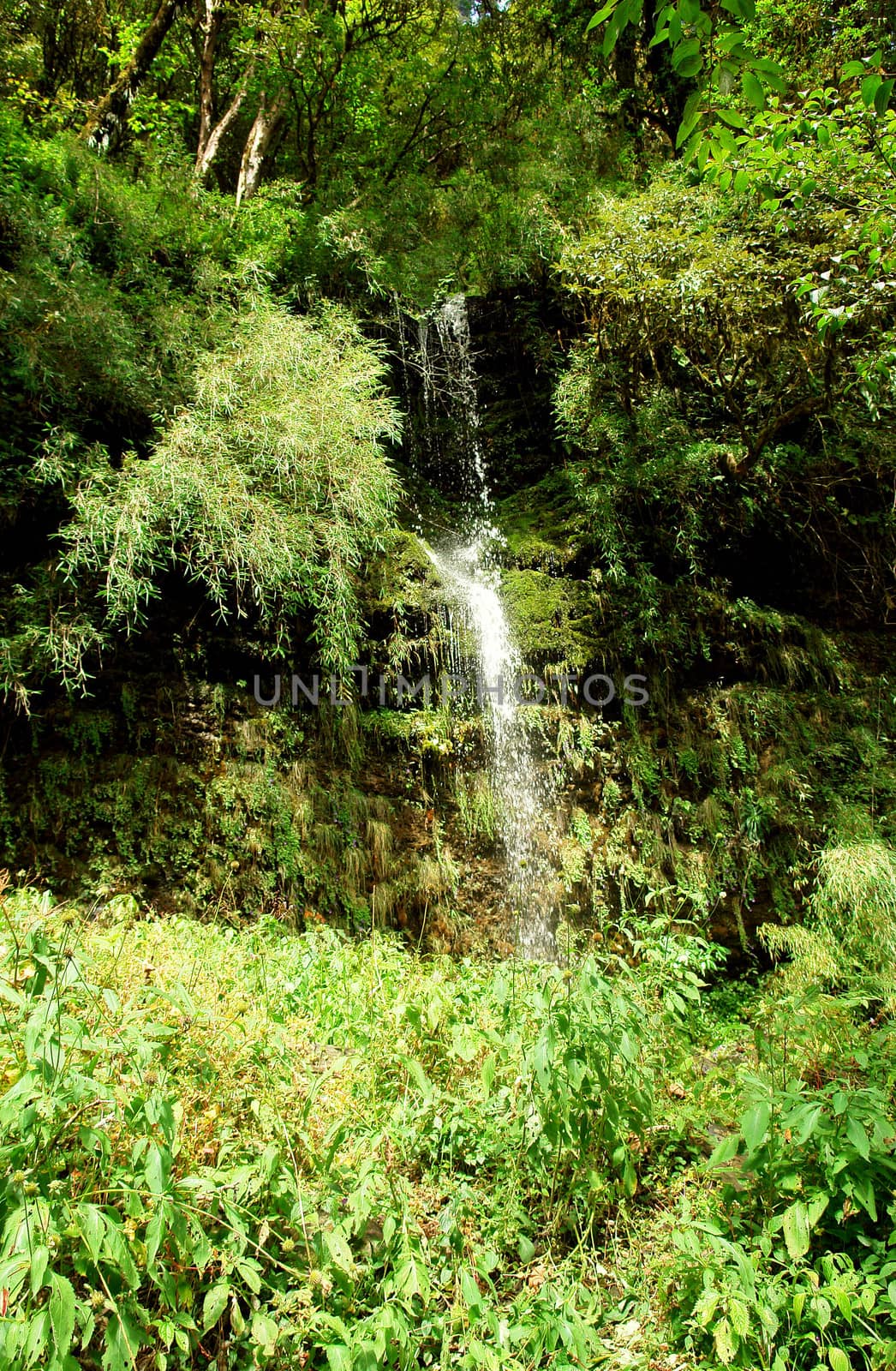 Water stream movement on the forest background, Nepal Himalayan forest 
