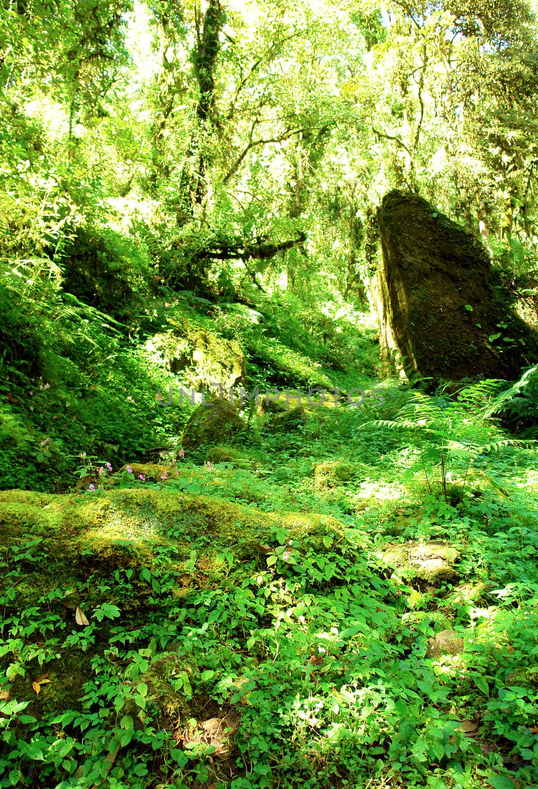 Beautiful himalayan forest landscape, trek to Annapurna Base Cam by ptxgarfield