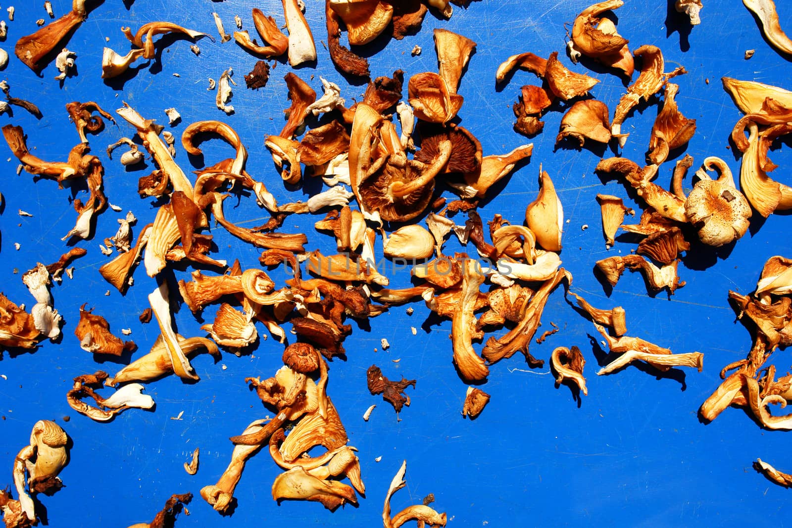 Dried wild mushrooms used in asian cousine
