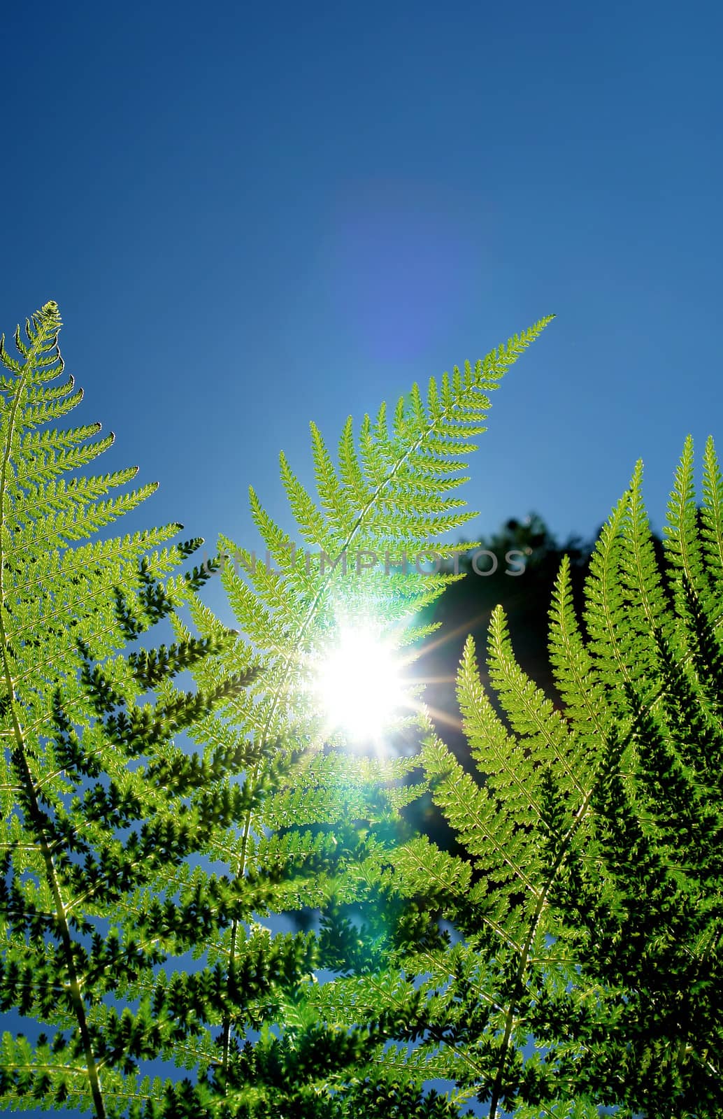 Fern leaf detail in sunlight background by ptxgarfield