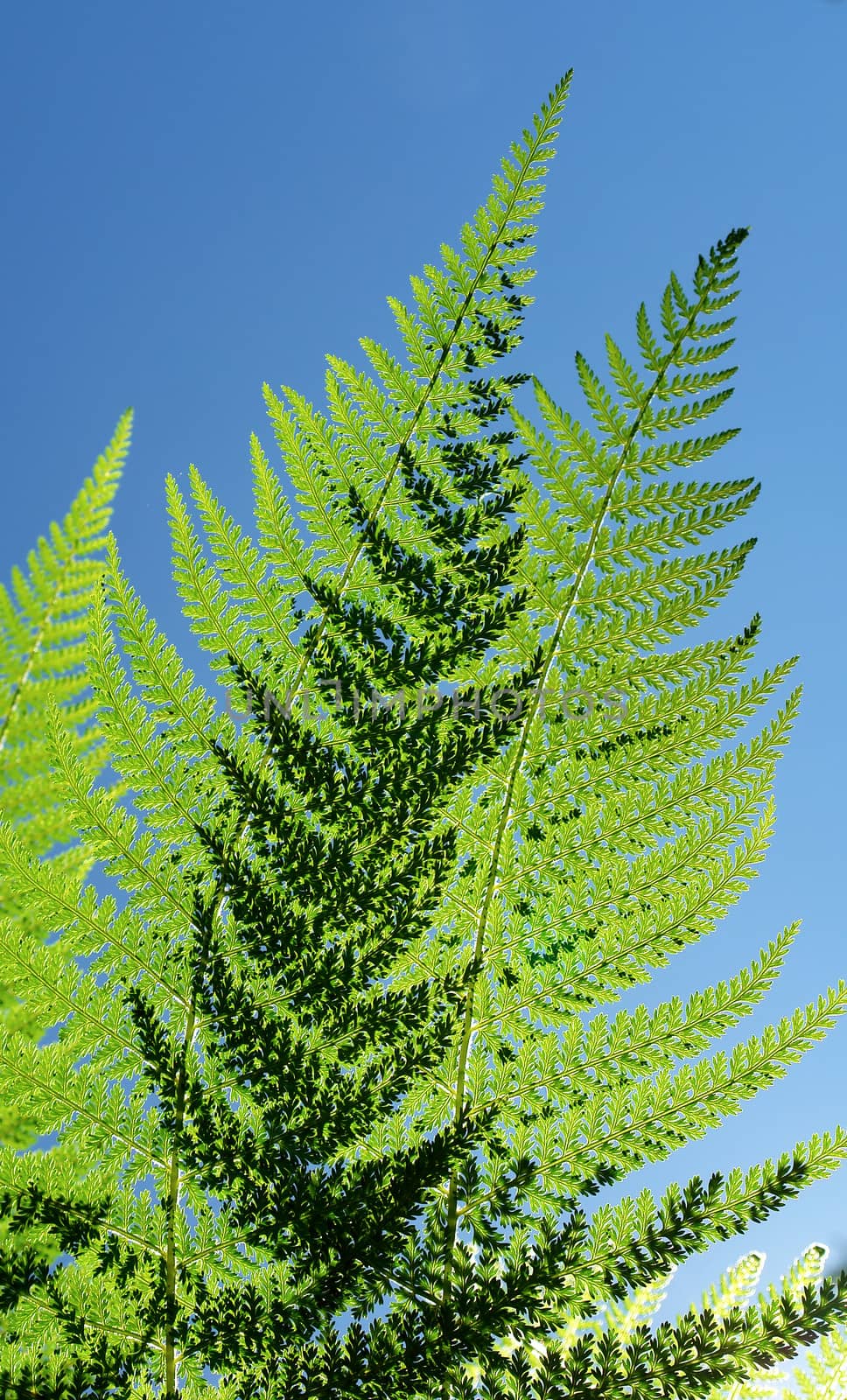 Fern leaf pattern detail