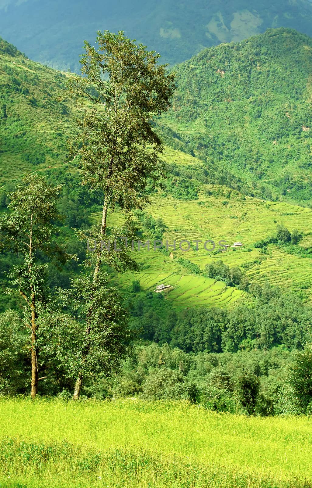Beautiful himalayan forest landscape, trek to Annapurna Base Camp in Nepal

                               