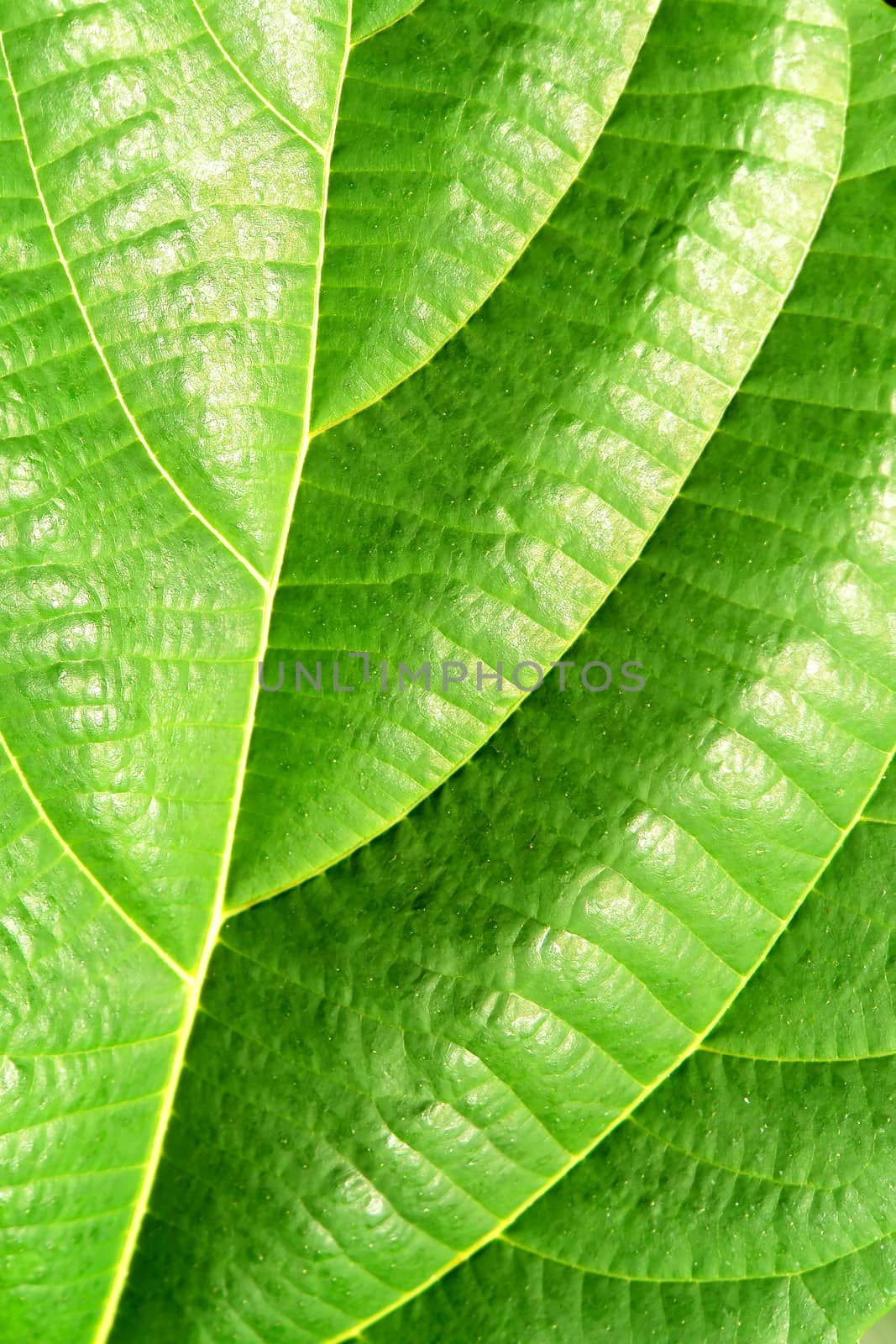 Green plant leave, detail pattern