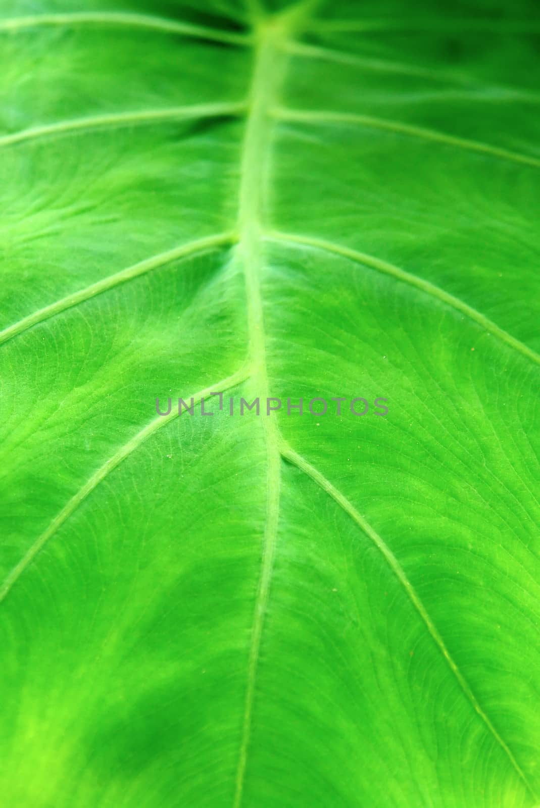 Green plant leave, detail pattern